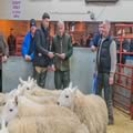 Reserve Champion South Country Cheviots (5)